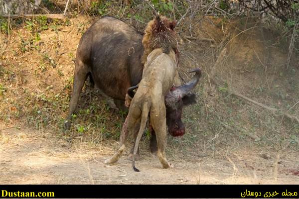a fight-African -Buffalo-and-Lion-cafeturk-04