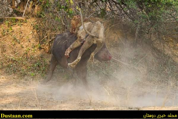 a fight-African -Buffalo-and-Lion-cafeturk-05