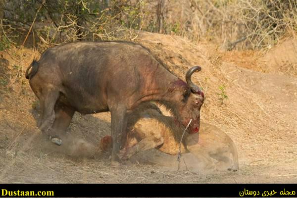 a fight-African -Buffalo-and-Lion-cafeturk-08