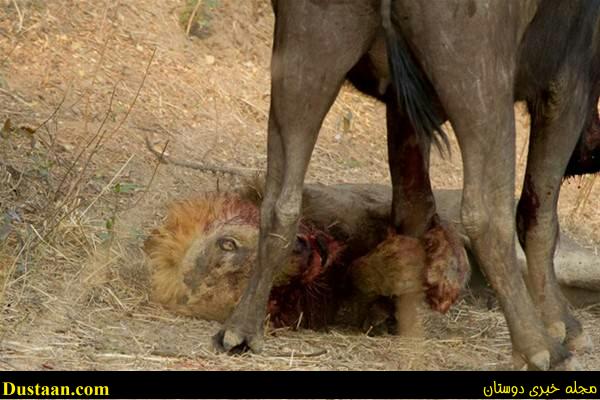 a fight-African -Buffalo-and-Lion-cafeturk-10