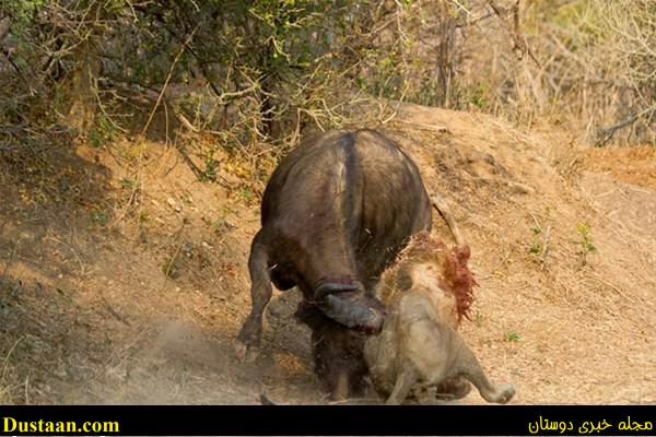 a fight-African -Buffalo-and-Lion-cafeturk-11