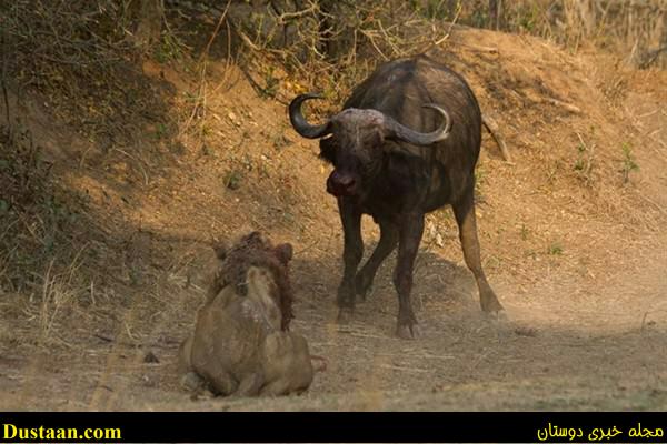 a fight-African -Buffalo-and-Lion-cafeturk-14