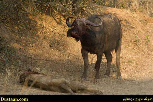 a fight-African -Buffalo-and-Lion-cafeturk-13