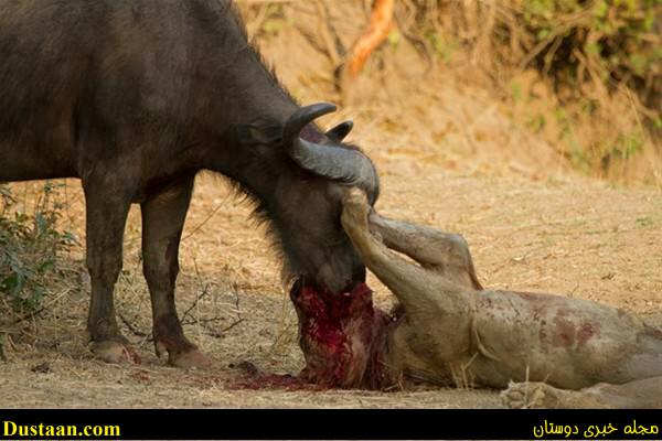 a fight-African -Buffalo-and-Lion-cafeturk-16