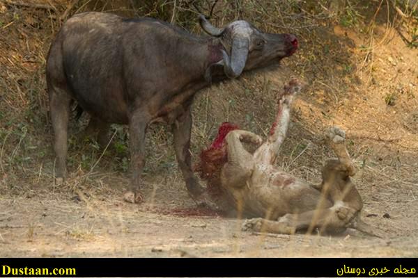 a fight-African -Buffalo-and-Lion-cafeturk-15