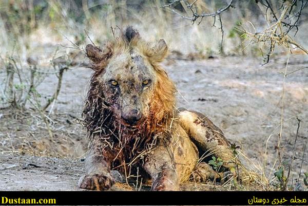 a fight-African -Buffalo-and-Lion-cafeturk-12