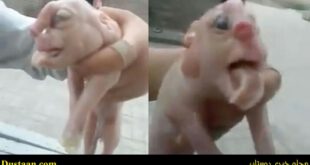 Piglet-strange-cafeturk