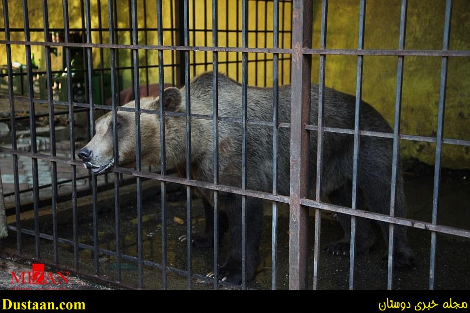 نجات غمگین ترین خرس دنیا+تصاویر