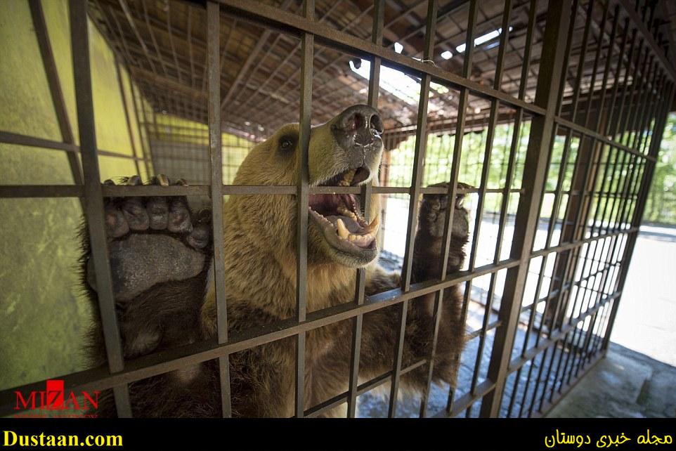 نجات غمگین ترین خرس دنیا+تصاویر