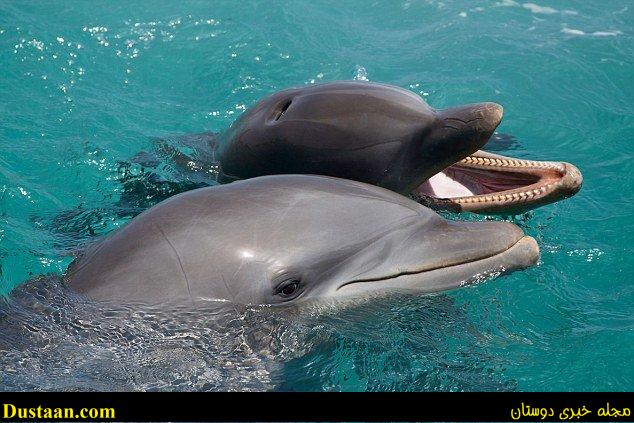 اخبارعلمی,خبرهای علمی,دلفین