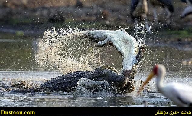 حمله به تمساح نابالغ و شکارش توسط تمساح بزرگتر...