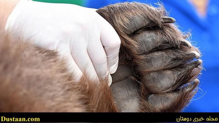 اخبارگوناگون,خبرهای گوناگون,خرس