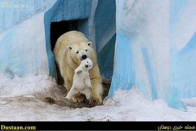 cafeturk-polar-bear-0020