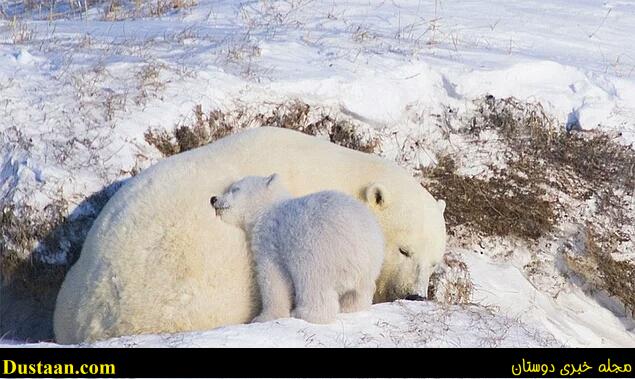 cafeturk-polar-bear-0019