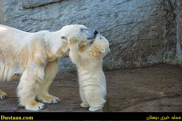 cafeturk-polar-bear-0018