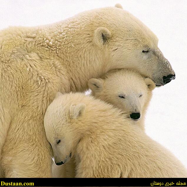 cafeturk-polar-bear-0016