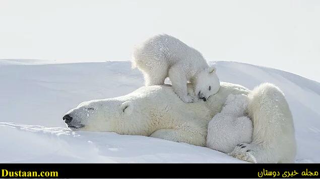 cafeturk-polar-bear-0015