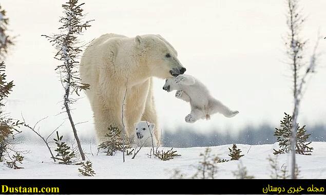 cafeturk-polar-bear-0014
