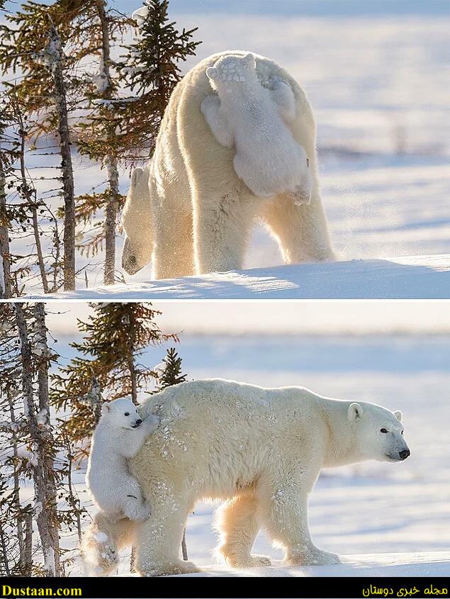 cafeturk-polar-bear-0012