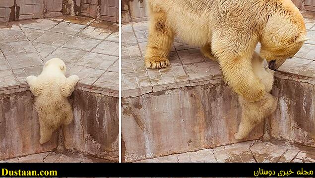 cafeturk-polar-bear-0011