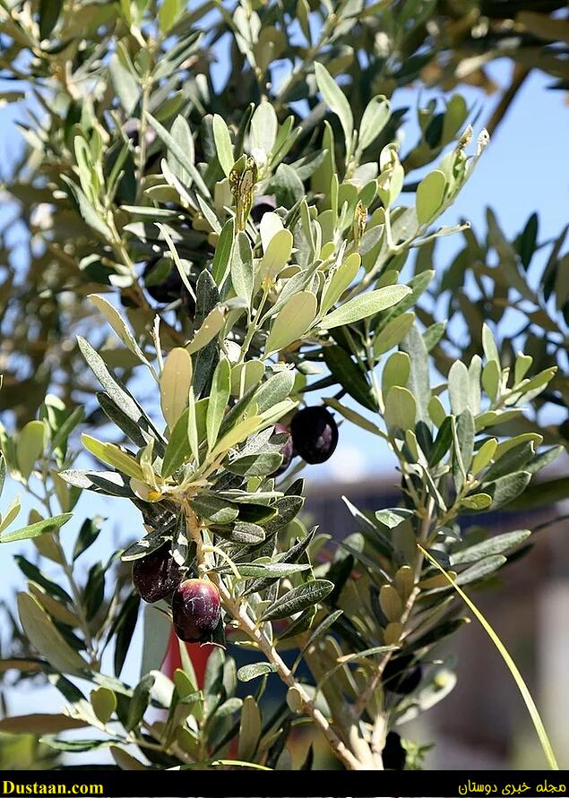 cafeturk-immortal-olive-tree-0011