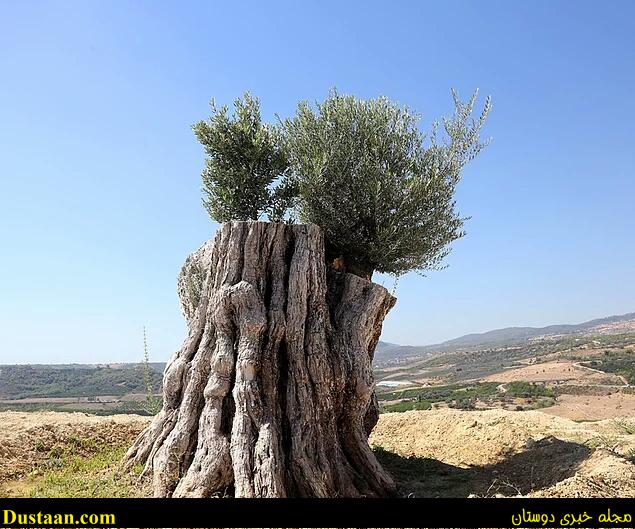 cafeturk-immortal-olive-tree-0012