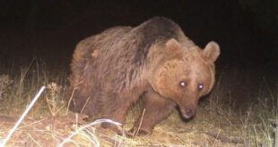 نخستین تصویر رنگی یک قلاده خرس