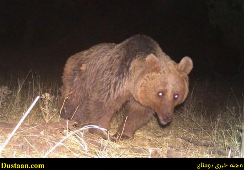 نخستین تصویر رنگی یک قلاده خرس