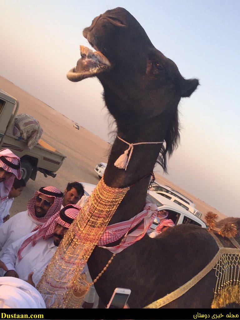 خواسته عروس سعودی جنجال به پا کرد! +تصاویر