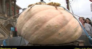 cafeturk-the-worlds-largest-pumpkin-0004