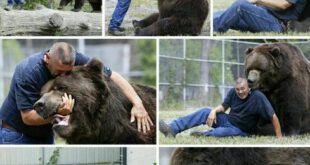 رابطه دوستانه با خرس 800 کیلوگرمی