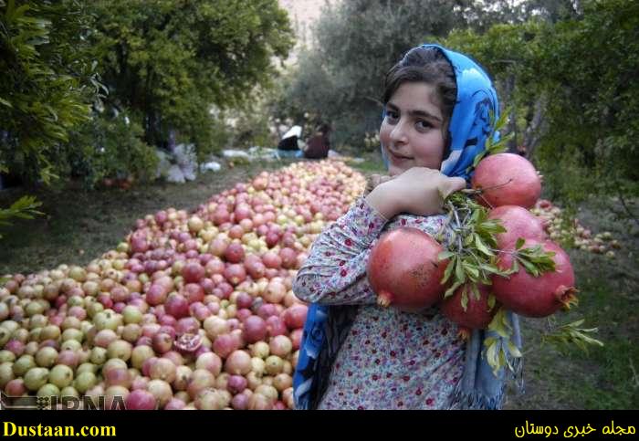 www.dustaan.com-گزارش تصویری: برداشت انار از روستای انبوه رودبار گیلان