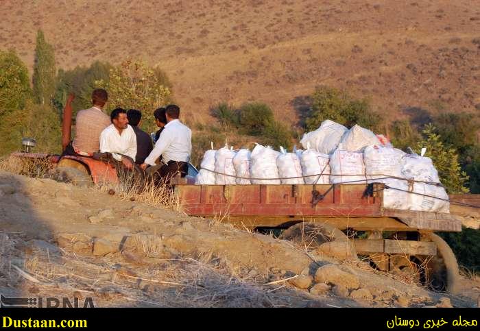 www.dustaan.com-گزارش تصویری: برداشت انار از روستای انبوه رودبار گیلان