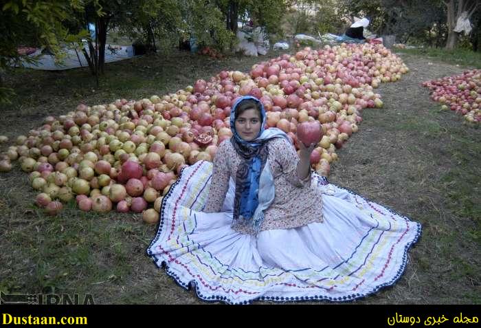 www.dustaan.com-گزارش تصویری: برداشت انار از روستای انبوه رودبار گیلان