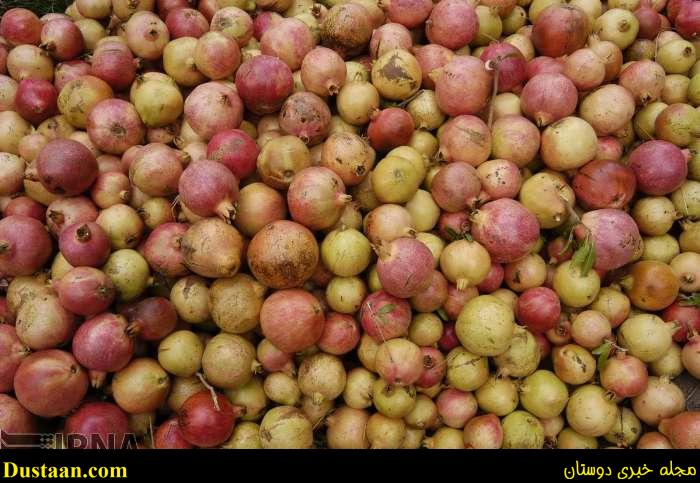 www.dustaan.com-گزارش تصویری: برداشت انار از روستای انبوه رودبار گیلان