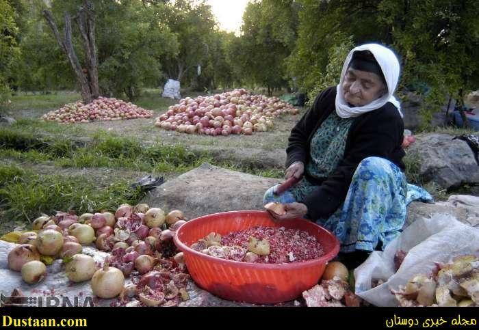 www.dustaan.com-گزارش تصویری: برداشت انار از روستای انبوه رودبار گیلان