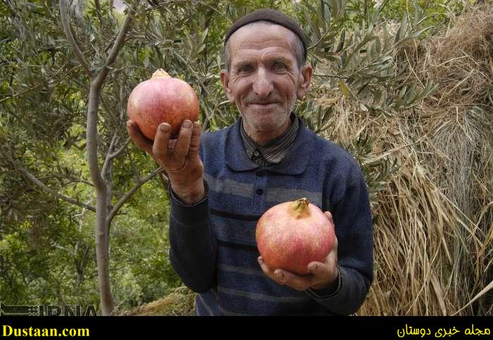 www.dustaan.com-گزارش تصویری: برداشت انار از روستای انبوه رودبار گیلان