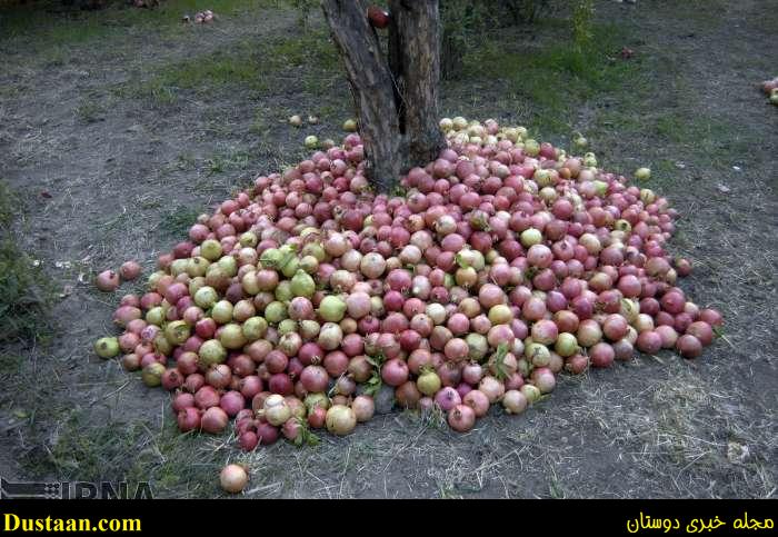 www.dustaan.com-گزارش تصویری: برداشت انار از روستای انبوه رودبار گیلان