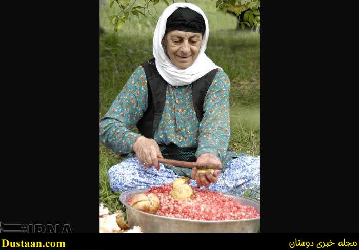 www.dustaan.com-گزارش تصویری: برداشت انار از روستای انبوه رودبار گیلان