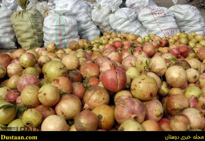 www.dustaan.com-گزارش تصویری: برداشت انار از روستای انبوه رودبار گیلان