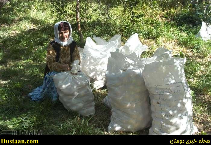 www.dustaan.com-گزارش تصویری: برداشت انار از روستای انبوه رودبار گیلان
