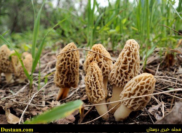  اخباررعلمی ,خبرهای علمی ,قارچ‌های مورل