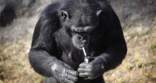 chimpanzee-smoker-cafeturk-02