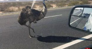 اخبارگوناگون,خبرهای گوناگون,شترمرغ