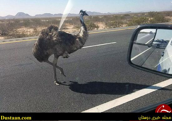 اخبارگوناگون,خبرهای گوناگون,شترمرغ 