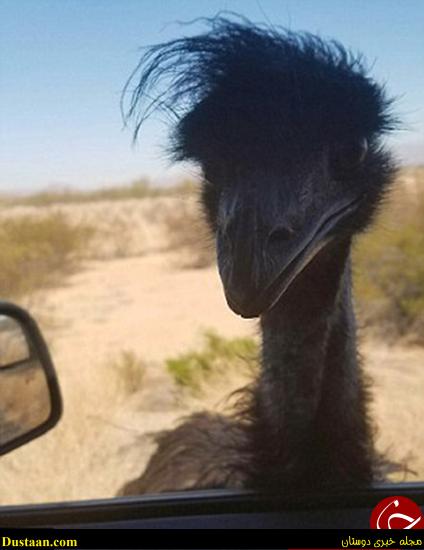 اخبارگوناگون,خبرهای گوناگون,شترمرغ 