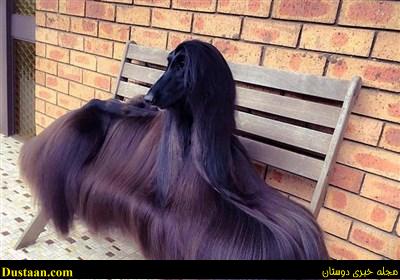 www.dustaan.com-تصاویری جالب از زیباترین سگ دنیا