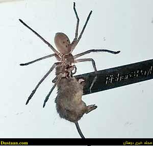 www.dustaan.com-فیلم : شکار باورنکردنی این عنکبوت میلیونها نفر را شگفت زده کرد!