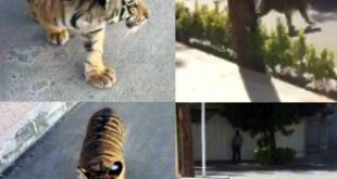 توله ببر در مشهد