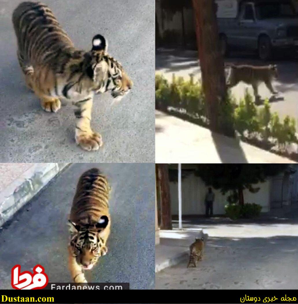 توله ببر در مشهد